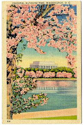 Vintage postcard with Cherry Blossom Festival image